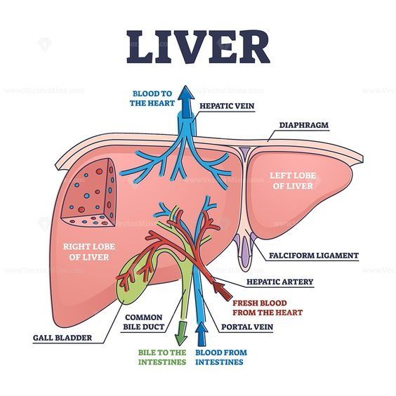 liver anatomy 2