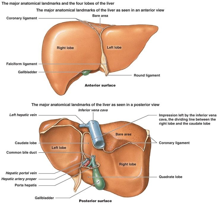 lobes-1 Anatomy of the Liver: A Visual Guide