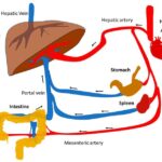 Blood Flow Through the Liver