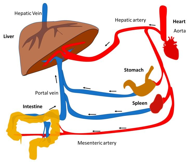 Blood Flow Through the Liver